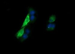 KLK8 Monoclonal Antibody (OTI1H6), TrueMAB , OriGene 100 &mu;L; Unconjugated:Antibodies,