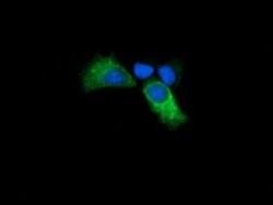 KLK8 Mouse anti-Human, Clone: OTI8F2, lyophilized, TrueMAB 100 &mu;g; Unconjugated:Antibodies,