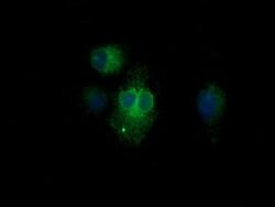 KLK8 Mouse anti-Human, Clone: OTI3C10, lyophilized, TrueMAB 100 &mu;g;