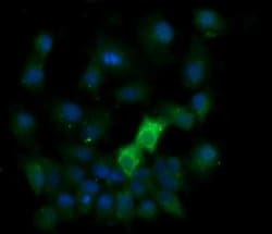 KLK8 Monoclonal Antibody (OTI10F9), TrueMAB , OriGene 100 &mu;L; Unconjugated:Antibodies,