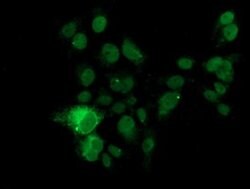 KLK8 Monoclonal Antibody (OTI4A5), TrueMAB , OriGene 100 &mu;L; Unconjugated:Antibodies,