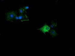 KLK8 Mouse anti-Canine, Human, Clone: OTI2C6, lyophilized, TrueMAB 100