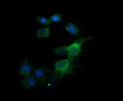 KLK8 Mouse anti-Canine, Human, Clone: OTI16G2, lyophilized, TrueMAB 100