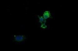 KLK8 Monoclonal Antibody (OTI8F1), TrueMAB , OriGene 100 &mu;L; Unconjugated:Antibodies,