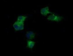 KLK8 Mouse anti-Human, Clone: OTI2A5, lyophilized, TrueMAB 100 &mu;g; Unconjugated:Antibodies,