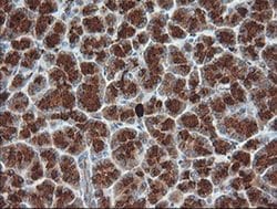 KLK8 Monoclonal Antibody (OTI1H6), TrueMAB , OriGene 100 &mu;L; Unconjugated:Antibodies,