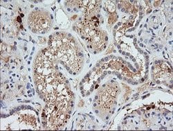 KLK8 Monoclonal Antibody (OTI1H6), TrueMAB , OriGene 100 &mu;L; Unconjugated:Antibodies,