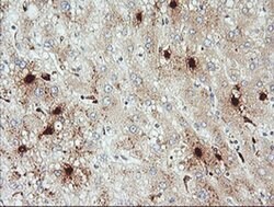 KLK8 Monoclonal Antibody (OTI1H6), TrueMAB , OriGene 100 &mu;L; Unconjugated:Antibodies,