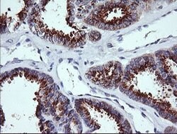 KLK8 Monoclonal Antibody (OTI6D5), TrueMAB , OriGene:Antibodies:Primary