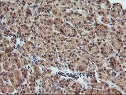 KLK8 Monoclonal Antibody (OTI10D3), TrueMAB , OriGene 100 &mu;L; Unconjugated:Antibodies,