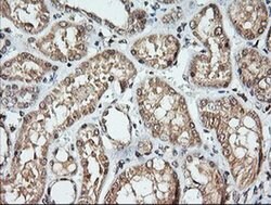 KLK8 Monoclonal Antibody (OTI10D3), TrueMAB , OriGene 100 &mu;L; Unconjugated:Antibodies,