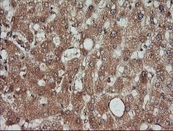 KLK8 Monoclonal Antibody (OTI10D3), TrueMAB , OriGene 100 &mu;L; Unconjugated:Antibodies,