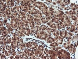 KLK8 Monoclonal Antibody (OTI3C10), TrueMAB , OriGene 100 &mu;L; Unconjugated:Antibodies,