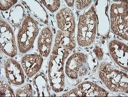 KLK8 Mouse anti-Human, Clone: OTI3C10, lyophilized, TrueMAB 100 &mu;g;