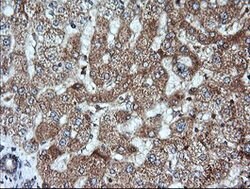 KLK8 Mouse anti-Human, Clone: OTI3C10, lyophilized, TrueMAB 100 &mu;g;