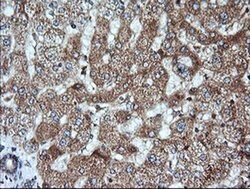 KLK8 Monoclonal Antibody (OTI3C10), TrueMAB , OriGene 100 &mu;L; Unconjugated:Antibodies,