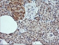 KLK8 Monoclonal Antibody (OTI10F9), TrueMAB , OriGene 100 &mu;L; Unconjugated:Antibodies,