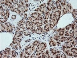 KLK8 Mouse anti-Canine, Human, Clone: OTI2C6, lyophilized, TrueMAB 100