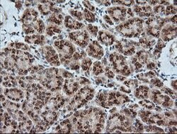 KLK8 Mouse anti-Canine, Human, Clone: OTI16G2, lyophilized, TrueMAB 100