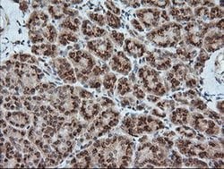 KLK8 Monoclonal Antibody (OTI16G2), TrueMAB , OriGene:Antibodies:Primary