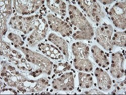 KLK8 Mouse anti-Canine, Human, Clone: OTI16G2, lyophilized, TrueMAB 100
