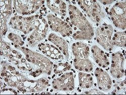 KLK8 Monoclonal Antibody (OTI16G2), TrueMAB , OriGene 100 &mu;L; Unconjugated:Antibodies,