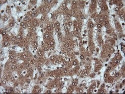 KLK8 Mouse anti-Canine, Human, Clone: OTI16G2, lyophilized, TrueMAB 100