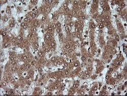 KLK8 Monoclonal Antibody (OTI16G2), TrueMAB , OriGene 100 &mu;L; Unconjugated:Antibodies,