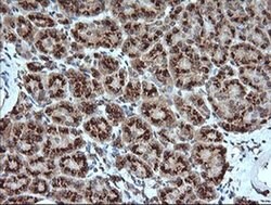 KLK8 Monoclonal Antibody (OTI8F1), TrueMAB , OriGene 100 &mu;L; Unconjugated:Antibodies,