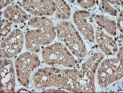 KLK8 Monoclonal Antibody (OTI8F1), TrueMAB , OriGene:Antibodies:Primary