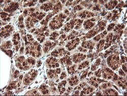 KLK8 Mouse anti-Human, Clone: OTI2A5, lyophilized, TrueMAB 100 &mu;g; Unconjugated:Antibodies,
