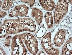 KLK8 Mouse anti-Human, Clone: OTI2A5, lyophilized, TrueMAB 100 &mu;g; Unconjugated:Antibodies,