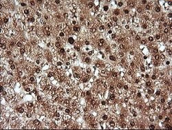 KLK8 Mouse anti-Human, Clone: OTI2A5, lyophilized, TrueMAB 100 &mu;g; Unconjugated:Antibodies,