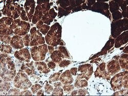 KLK8 Monoclonal Antibody (OTI14E11), TrueMAB , OriGene 100 &mu;L; Unconjugated:Antibodies,