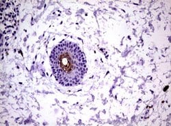 KLK8 Monoclonal Antibody (OTI12C6), TrueMAB , OriGene 100 &mu;L; Unconjugated:Antibodies,