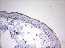 KLK8 Mouse anti-Human, Clone: OTI11C3, lyophilized, TrueMAB 100 &mu;g;