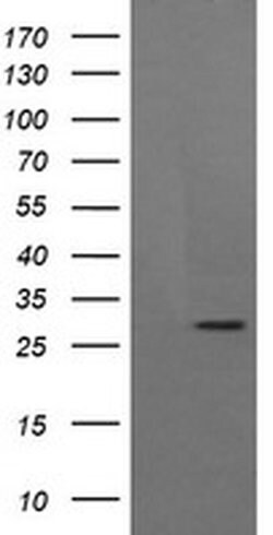 KLK8 Monoclonal Antibody (OTI1H6), TrueMAB , OriGene 100 &mu;L; Unconjugated:Antibodies,
