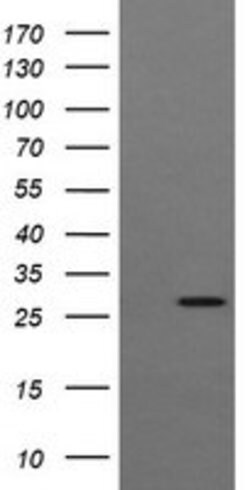 KLK8 Mouse anti-Human, Clone: OTI6D5, lyophilized, TrueMAB 100 &mu;g | Buy Online | Origene Technologies | Fisher Scientific