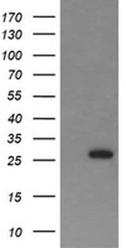 KLK8 Monoclonal Antibody (OTI2C10), TrueMAB , OriGene:Antibodies:Primary