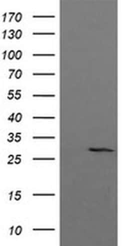 KLK8 Monoclonal Antibody (OTI1A10), TrueMAB , OriGene:Antibodies:Primary