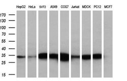 KLK8 Monoclonal Antibody (OTI10D3), TrueMAB , OriGene 100 &mu;L; Unconjugated:Antibodies,