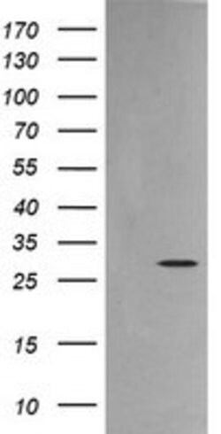 KLK8 Mouse anti-Human, Clone: OTI3C10, lyophilized, TrueMAB 100 &mu;g;