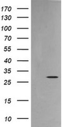 KLK8 Monoclonal Antibody (OTI3C10), TrueMAB , OriGene 100 &mu;L; Unconjugated:Antibodies,
