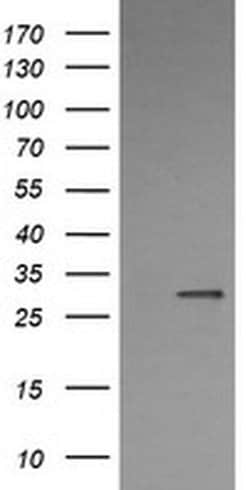 KLK8 Monoclonal Antibody (OTI10F9), TrueMAB , OriGene 100 &mu;L; Unconjugated:Antibodies,