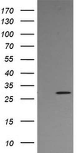 KLK8 Monoclonal Antibody (OTI4A5), TrueMAB , OriGene 100 &mu;L; Unconjugated:Antibodies,