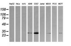 KLK8 Mouse anti-Canine, Human, Clone: OTI2C6, lyophilized, TrueMAB 100