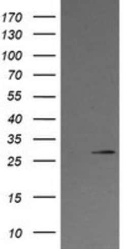 KLK8 Mouse anti-Canine, Human, Clone: OTI16G2, lyophilized, TrueMAB 100
