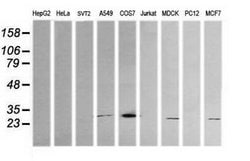 KLK8 Mouse anti-Canine, Human, Clone: OTI16G2, lyophilized, TrueMAB 100