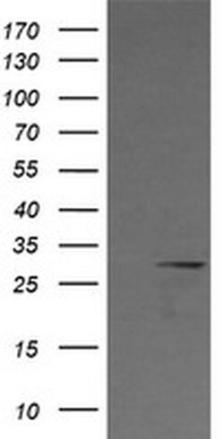 KLK8 Monoclonal Antibody (OTI8F1), TrueMAB , OriGene:Antibodies:Primary