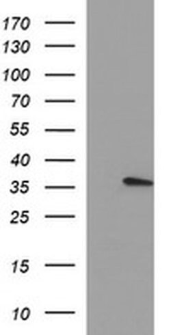 KLK8 Monoclonal Antibody (OTI2A1), TrueMAB , OriGene:Antibodies:Primary